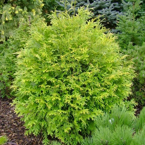 Żywotnikowiec japoński Aurea interface.art zdjęcie 1 Żywotnikowiec japoński Aurea interface.image 1 interface.art 5097