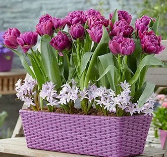 Cebulki kwiatowe Best Buy Capperline