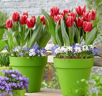 Cebulki kwiatowe Star Capperline