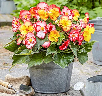 Cebulki kwiatowe wiosna