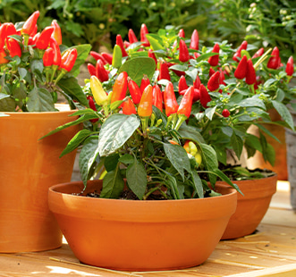 Nasiona Domowy ogród