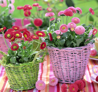 Nasiona kwiatów dwuletnich