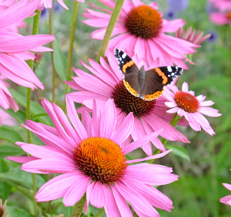 Nasiona kwiatów wieloletnich