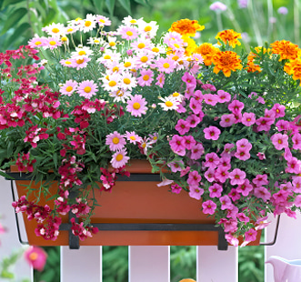 Nasiona kwiatów wiszących