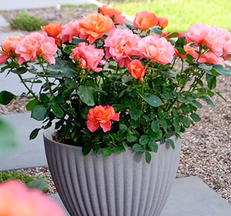 Róże na balkon, taras