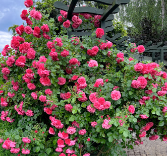 Róże pnące