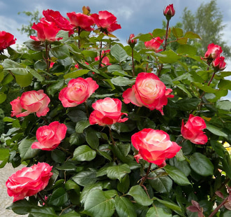 Róże wielkokwiatowe