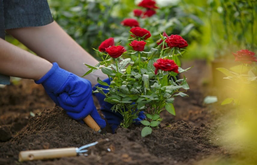 Jak sadzić róże w gruncie?