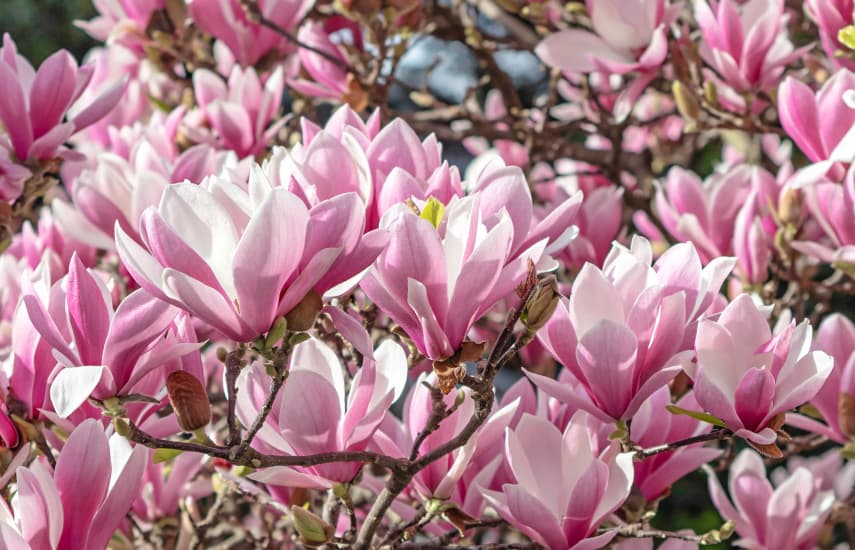 Piękna magnolia - symbol wiosny i życia | Poradnik ogrodnika, fachowe ...