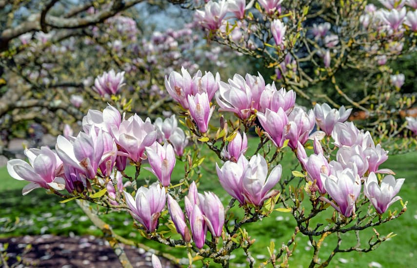 Piękna magnolia - symbol wiosny i życia