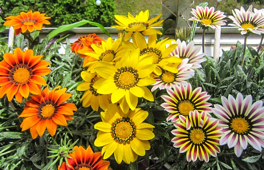Odkryj magię kwiatów balkonowych: od wysiewu po kwitnienie