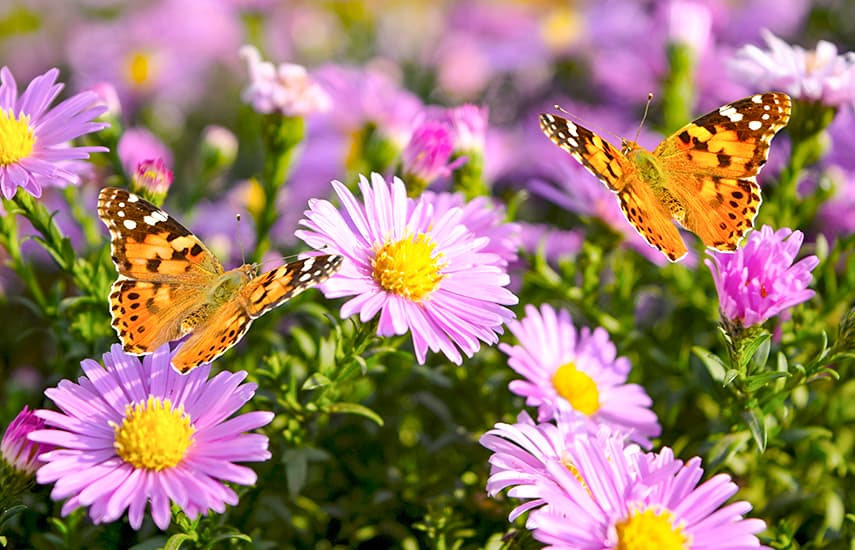 Ogród przyjazny motylom