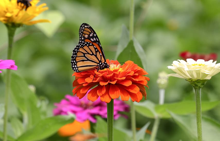 Ogród przyjazny motylom