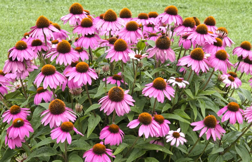 Piękno i niezwykłe właściwości jeżówki purpurowej - jak uprawiać ten kwiat?