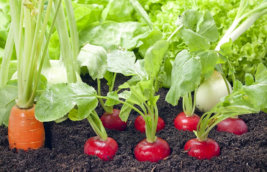 TOP 10 warzyw, które może wyhodować nawet początkujący ogrodnik