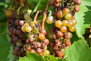 Dlaczego gniją winogrona