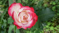 upload_img1
