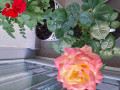 upload_img1
