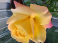 upload_img1