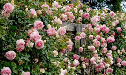 Fantastyczny zapach | GradinaMax