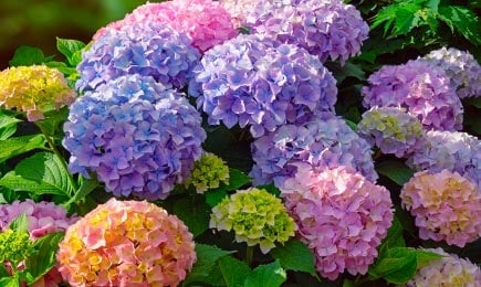 Hortensja | GradinaMax