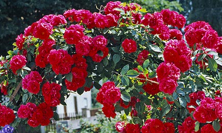 Jasna paleta kolorów | GradinaMax