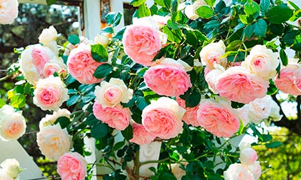 Kwiatowy wodospad | GradinaMax