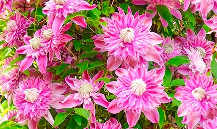 Kwitnące olbrzymy | GradinaMax