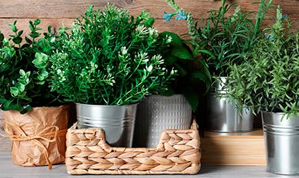 Ostra, aromatyczna, witaminowa | GradinaMax