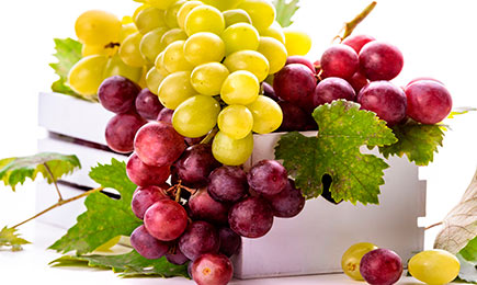 Twoja własna winnica | GradinaMax